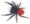 Velvet Bean Spider