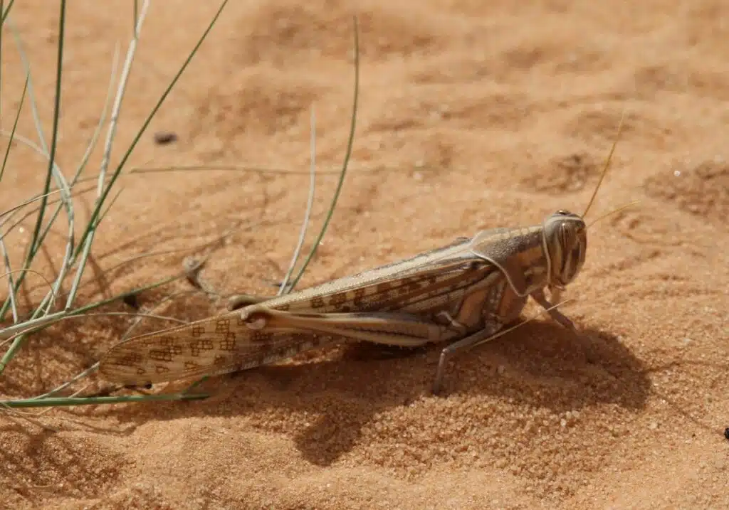 Desert Locust