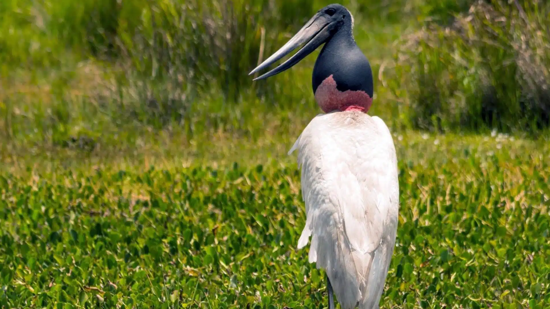 Jabiru-Animal