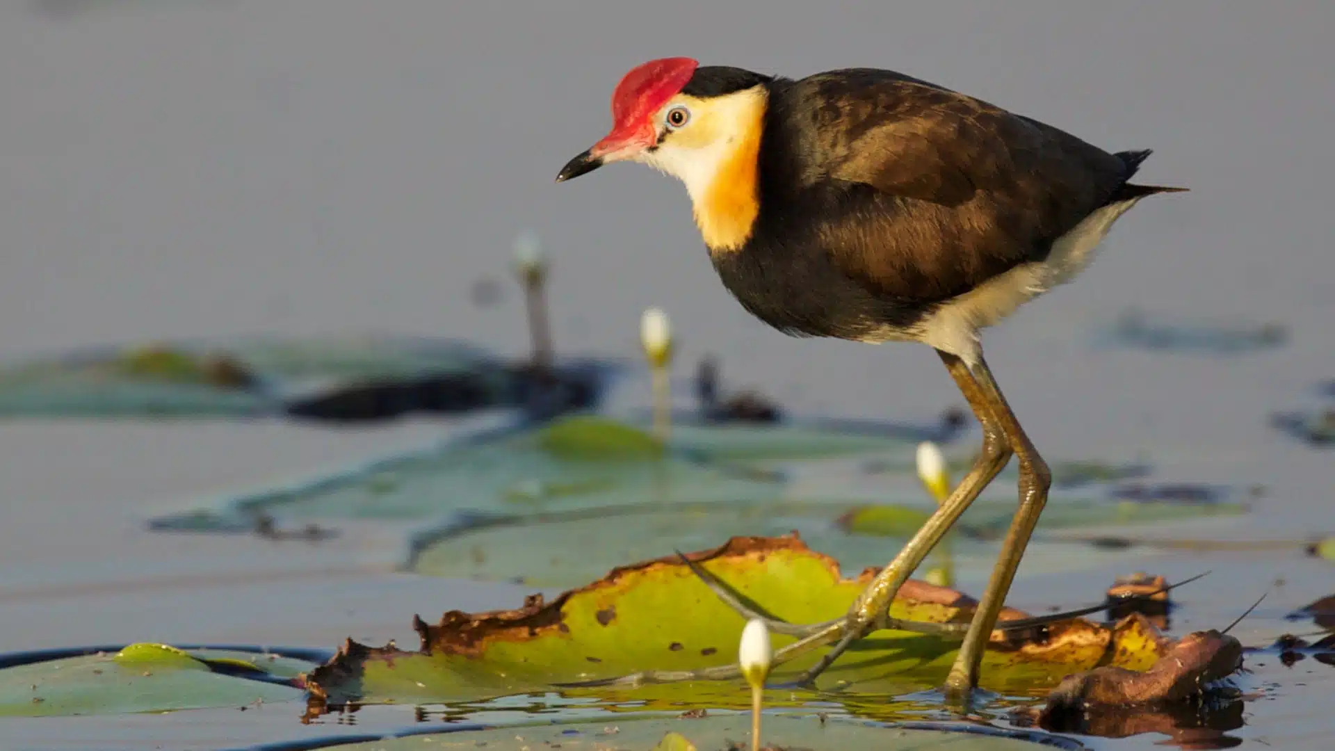 Jacana-Animal