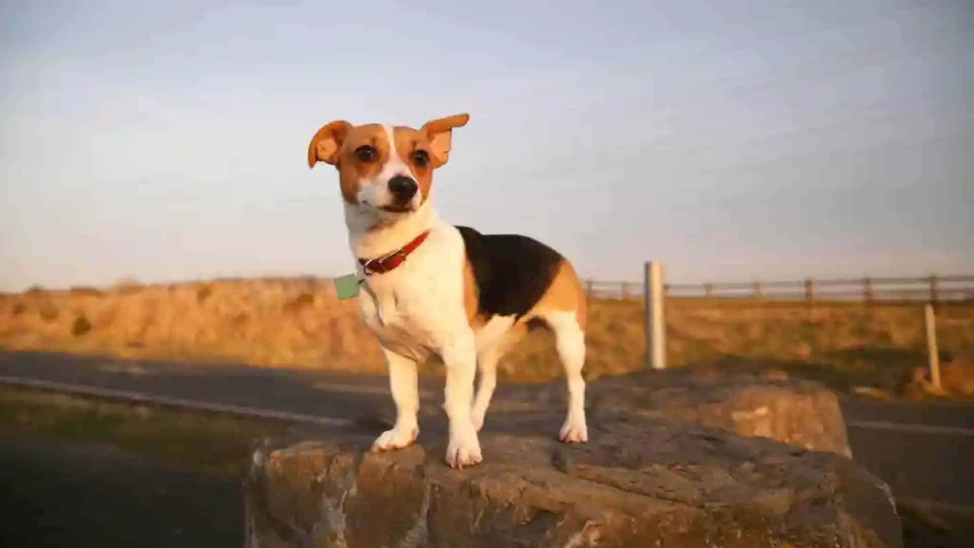 Jack-Chi-Dog