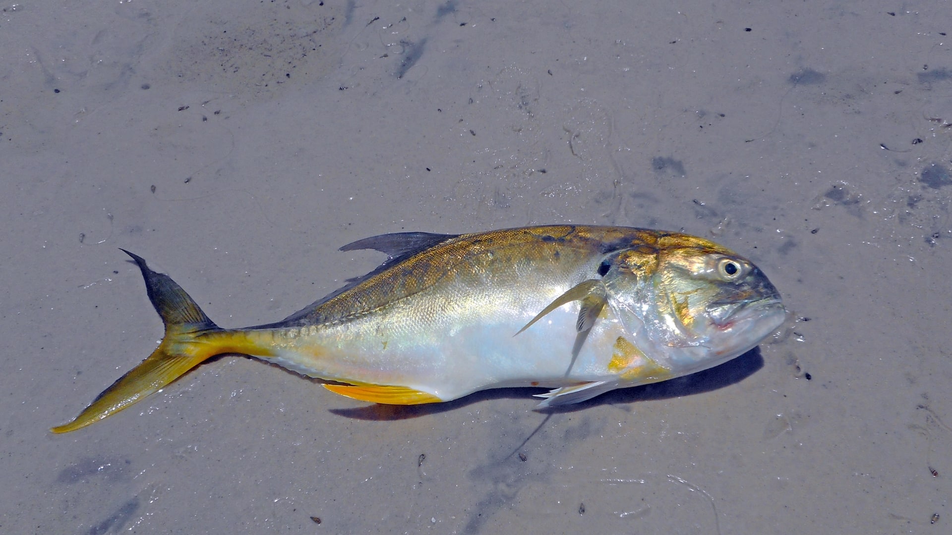 Jack-Crevalle-Fish