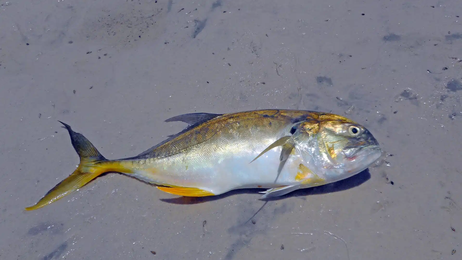 Jack-Crevalle-Fish