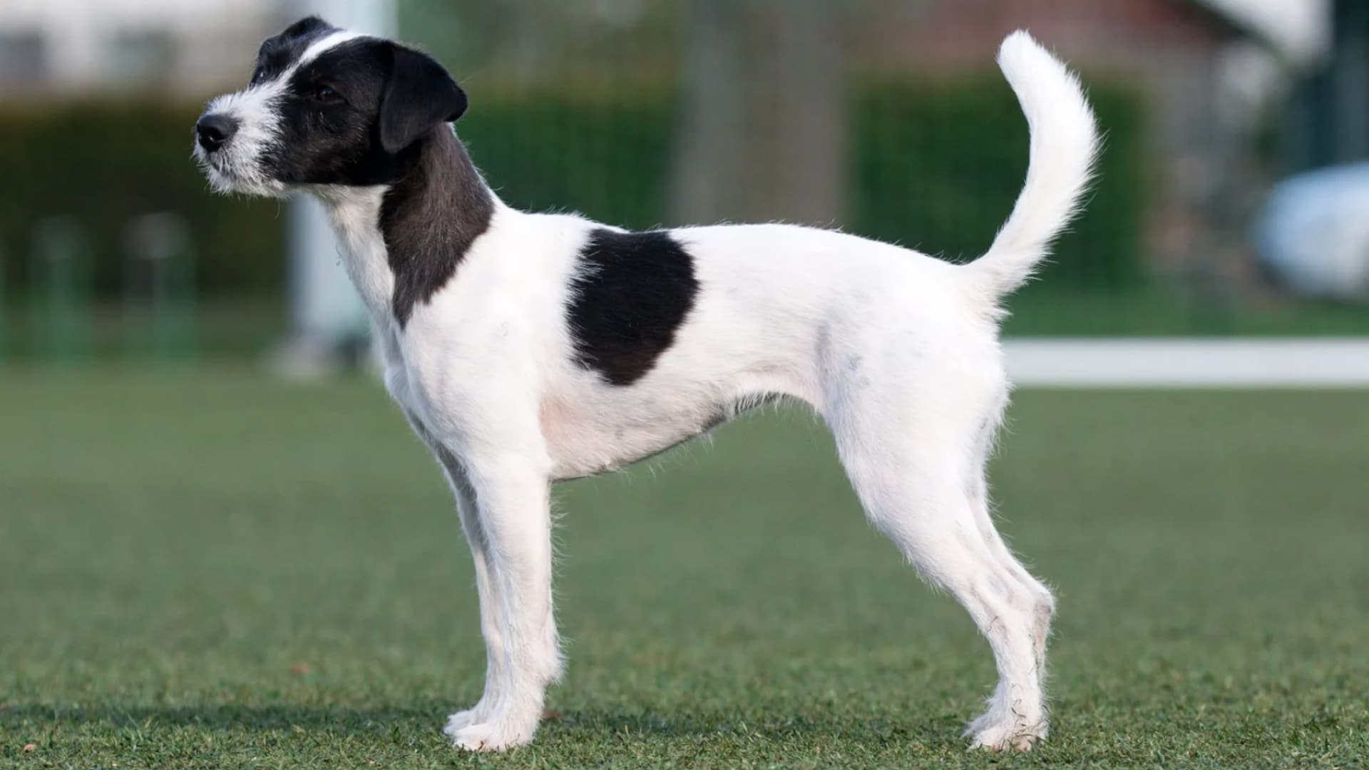 Jack-Russells