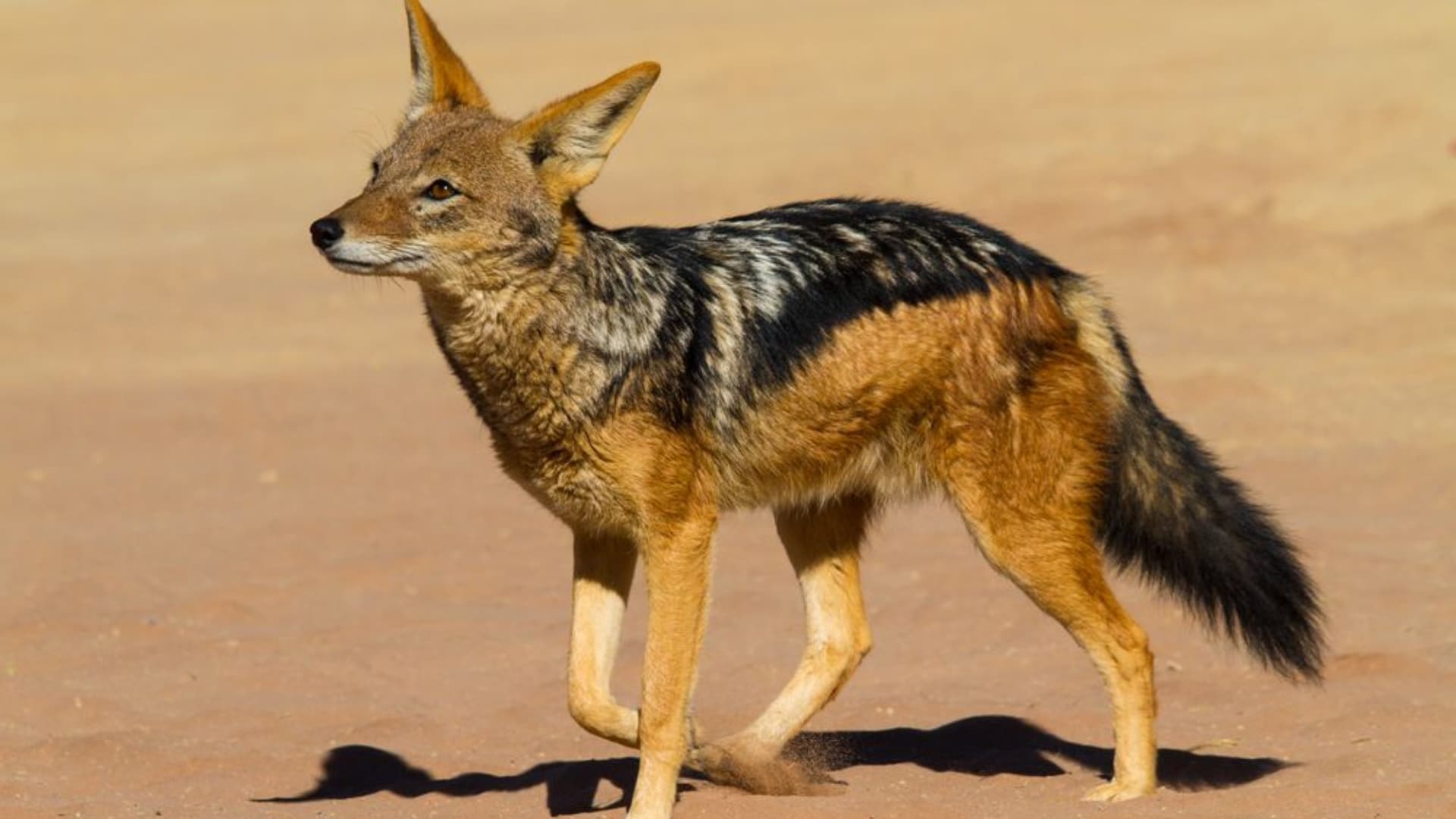 Jackal-Animal