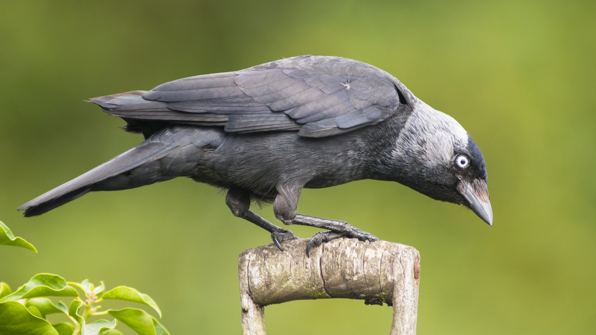 Jackdaw-Bird