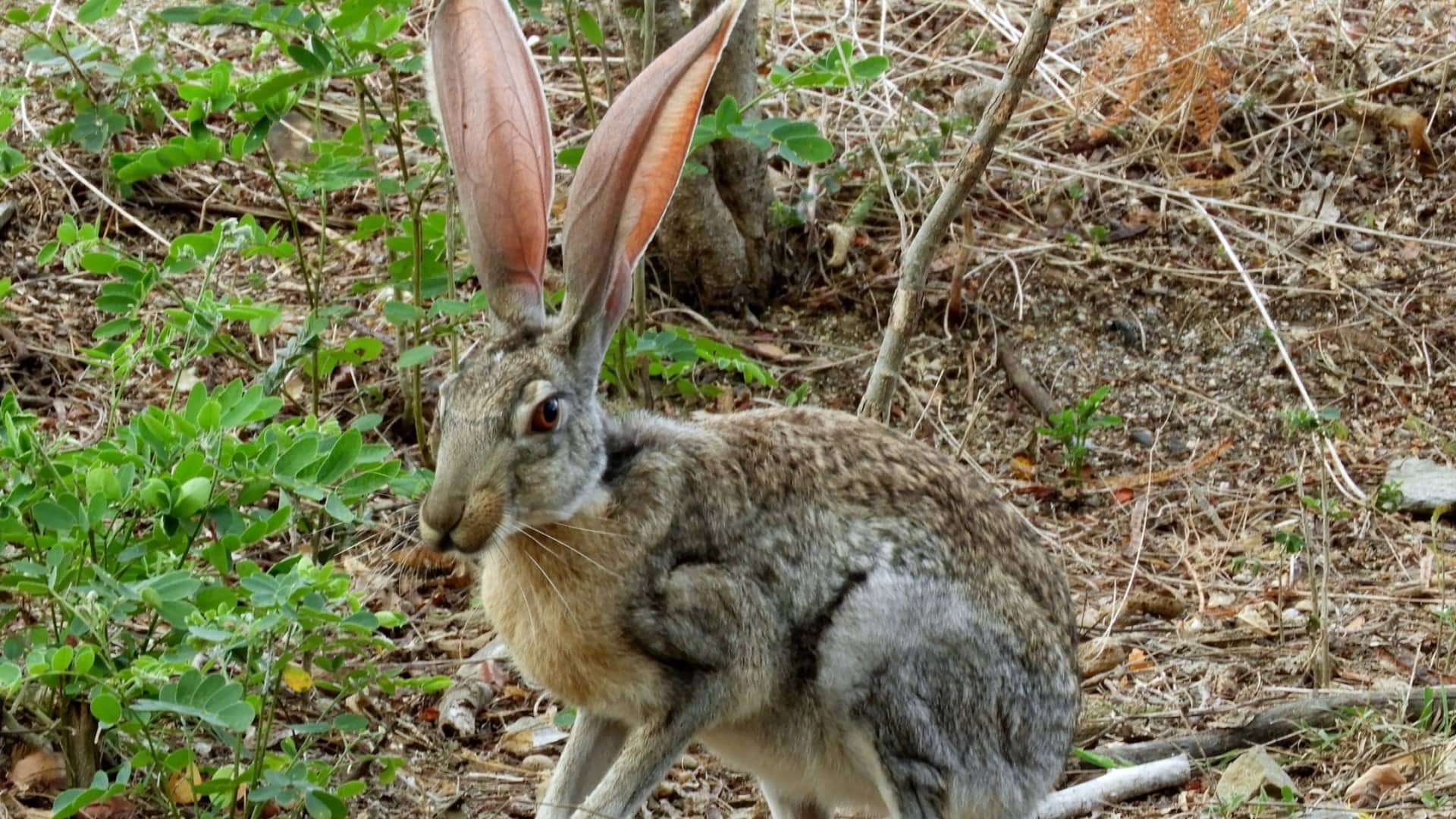 Jackrabbit