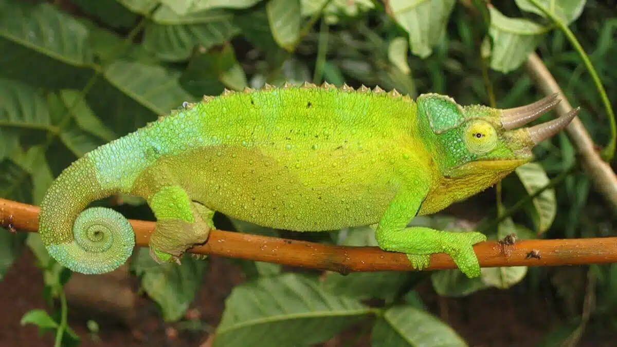 Jacksons_chameleon_Kenya_Whiting71