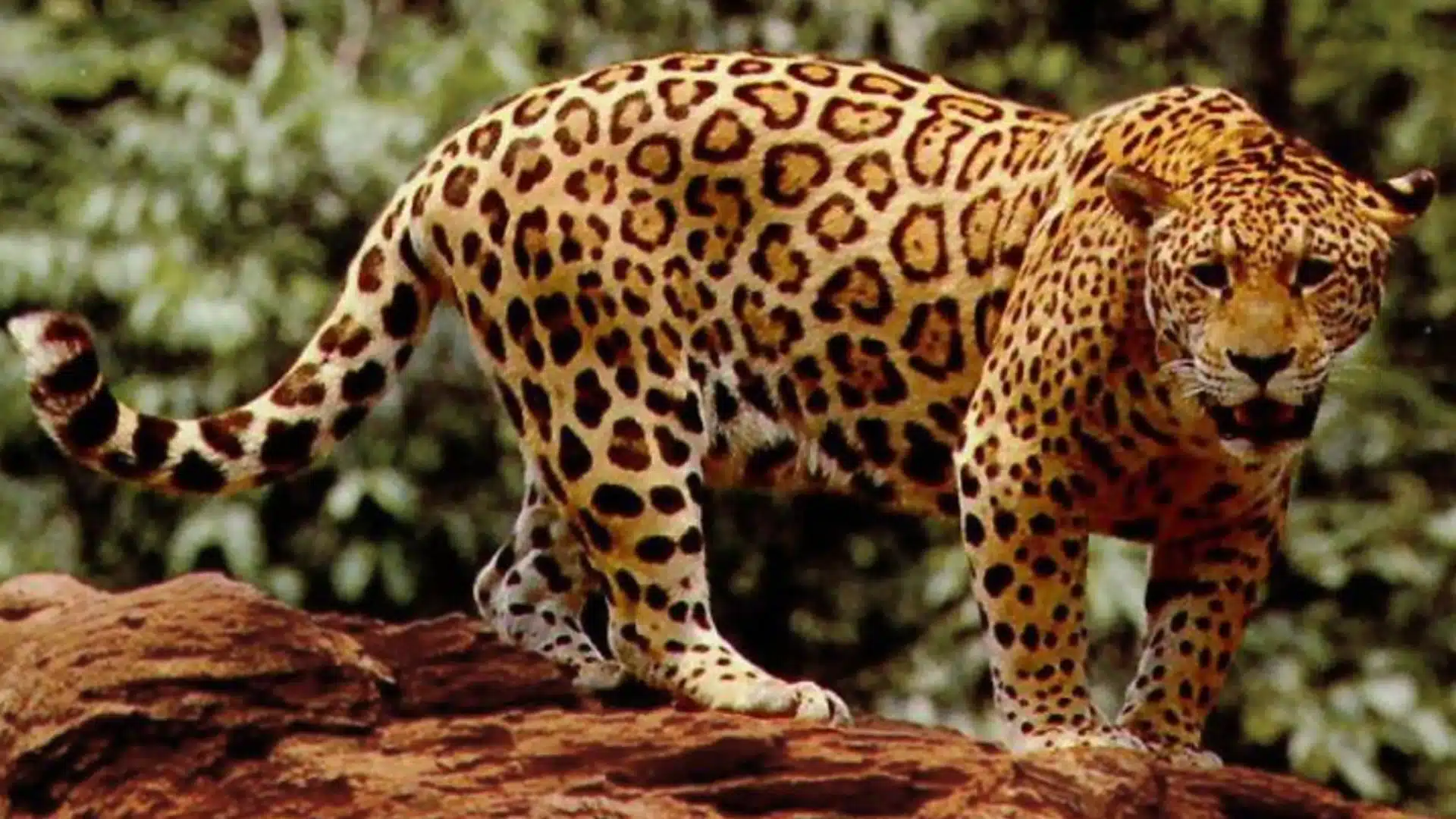 Jaguar-Animal