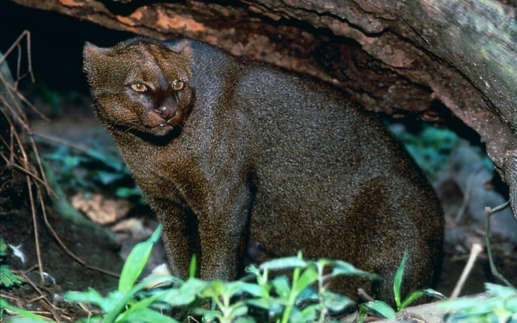 Jaguarundi Cat