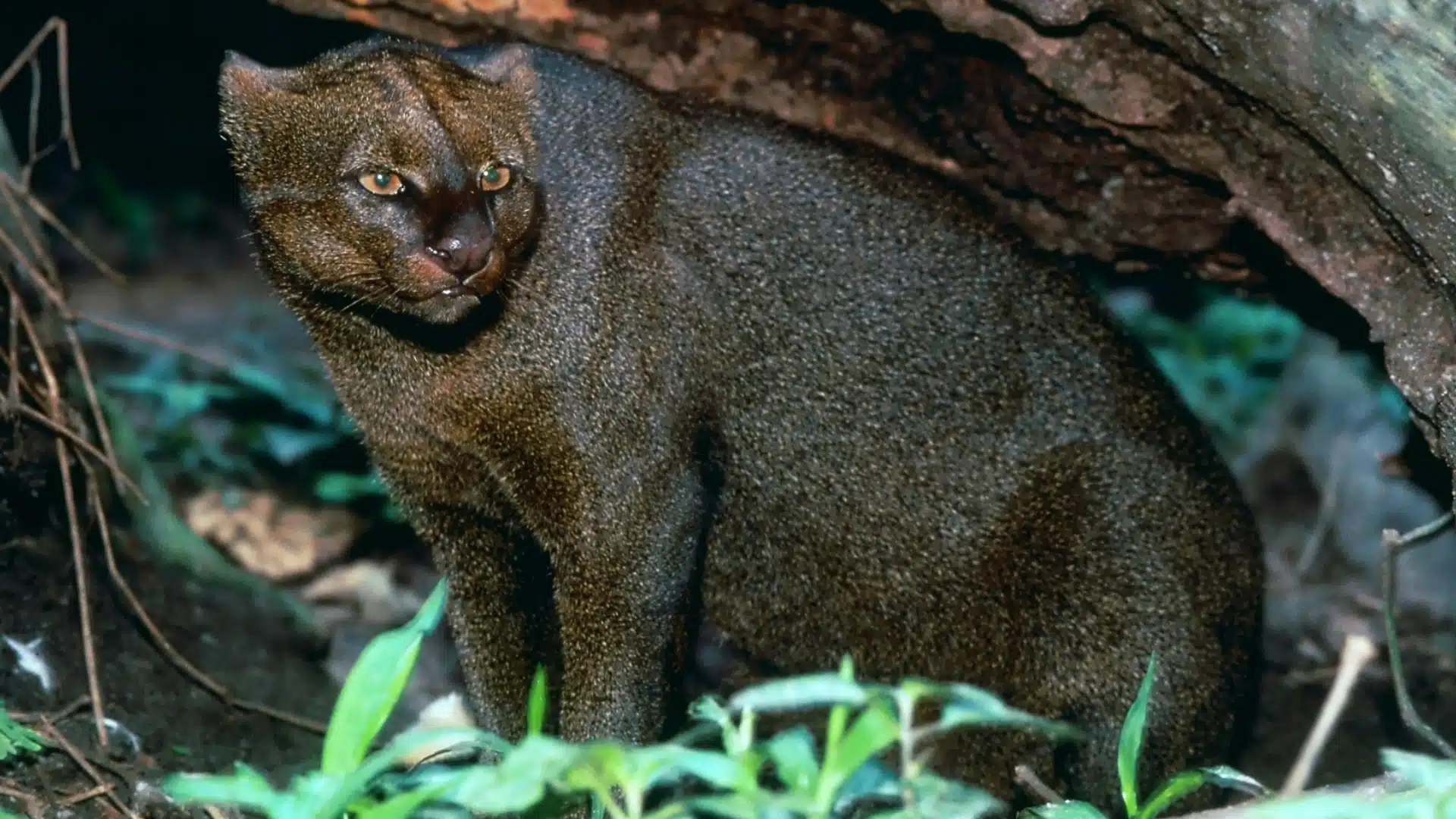 _Jaguarundi-Cat