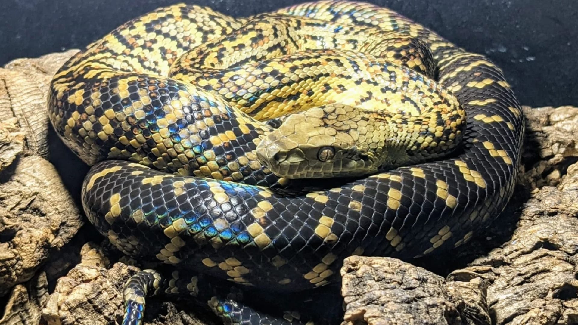 Jamaican-Boa