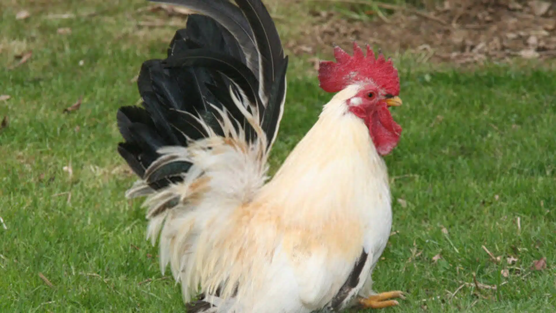 Japanese-Bantam-Chicken