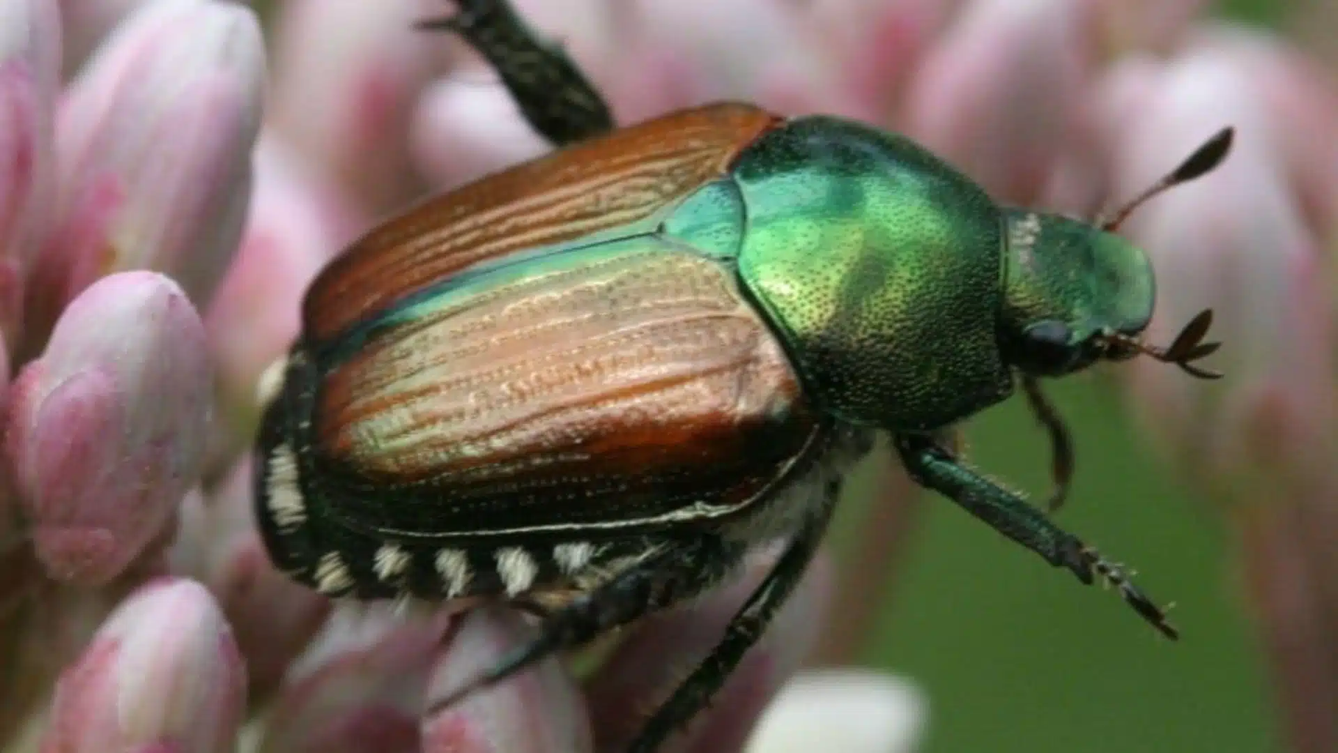 Japanese-Beetle