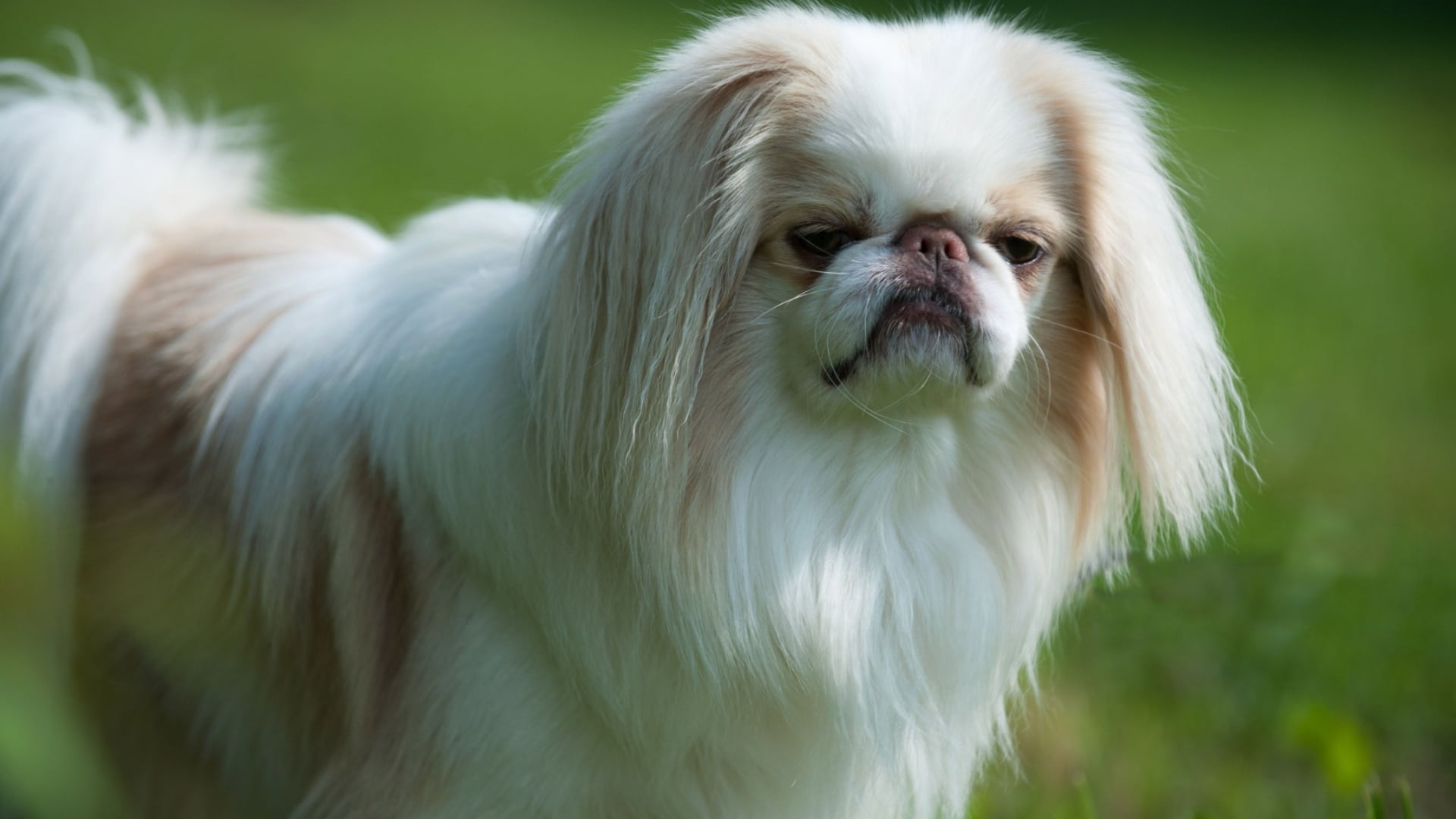 Japanese-Chin