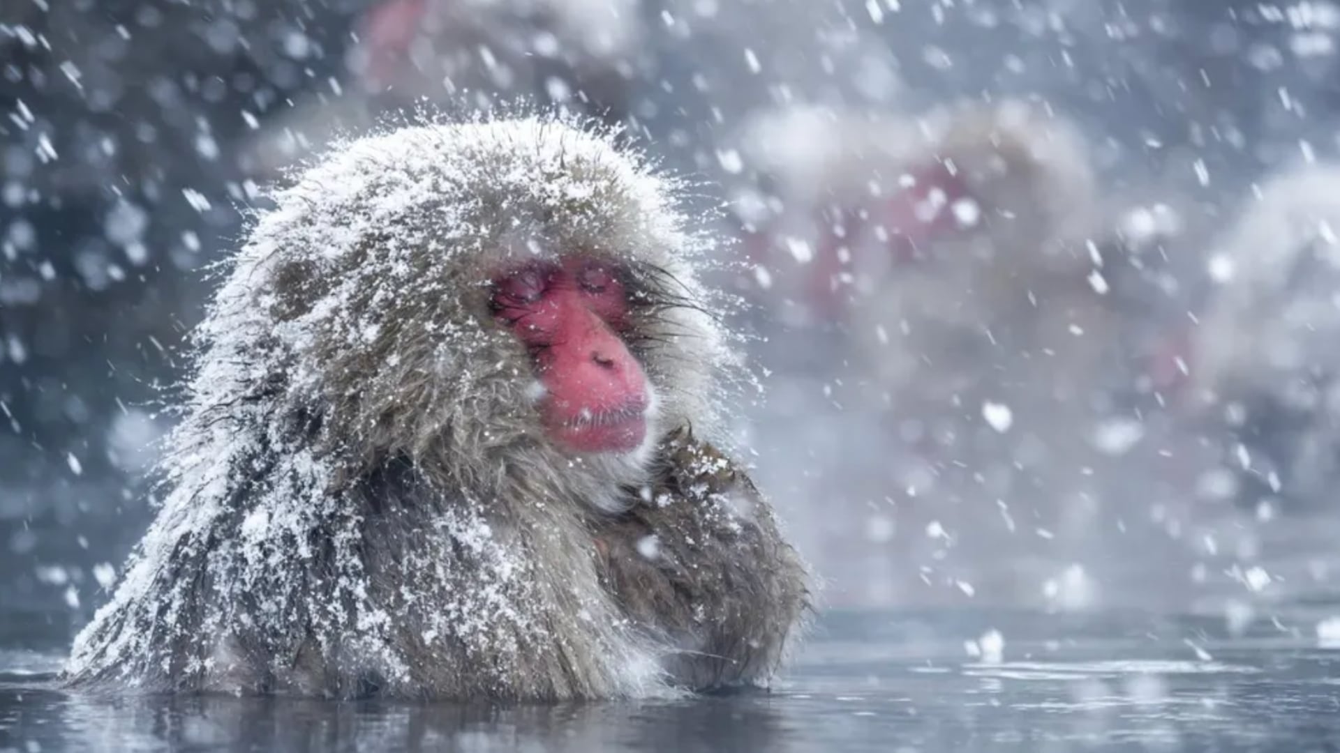 Japanese-Macaque