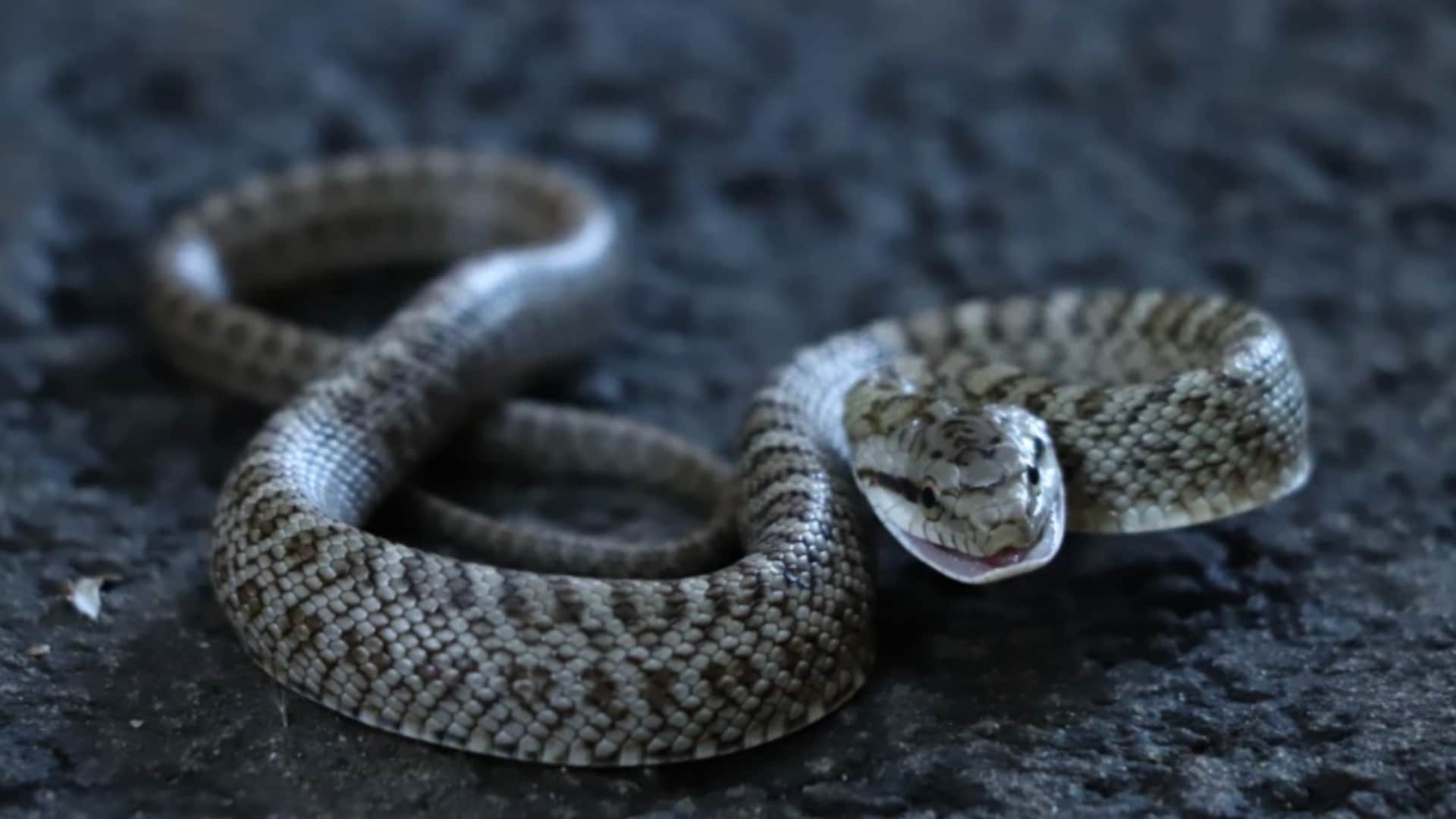 Japanese-Rat-Snake