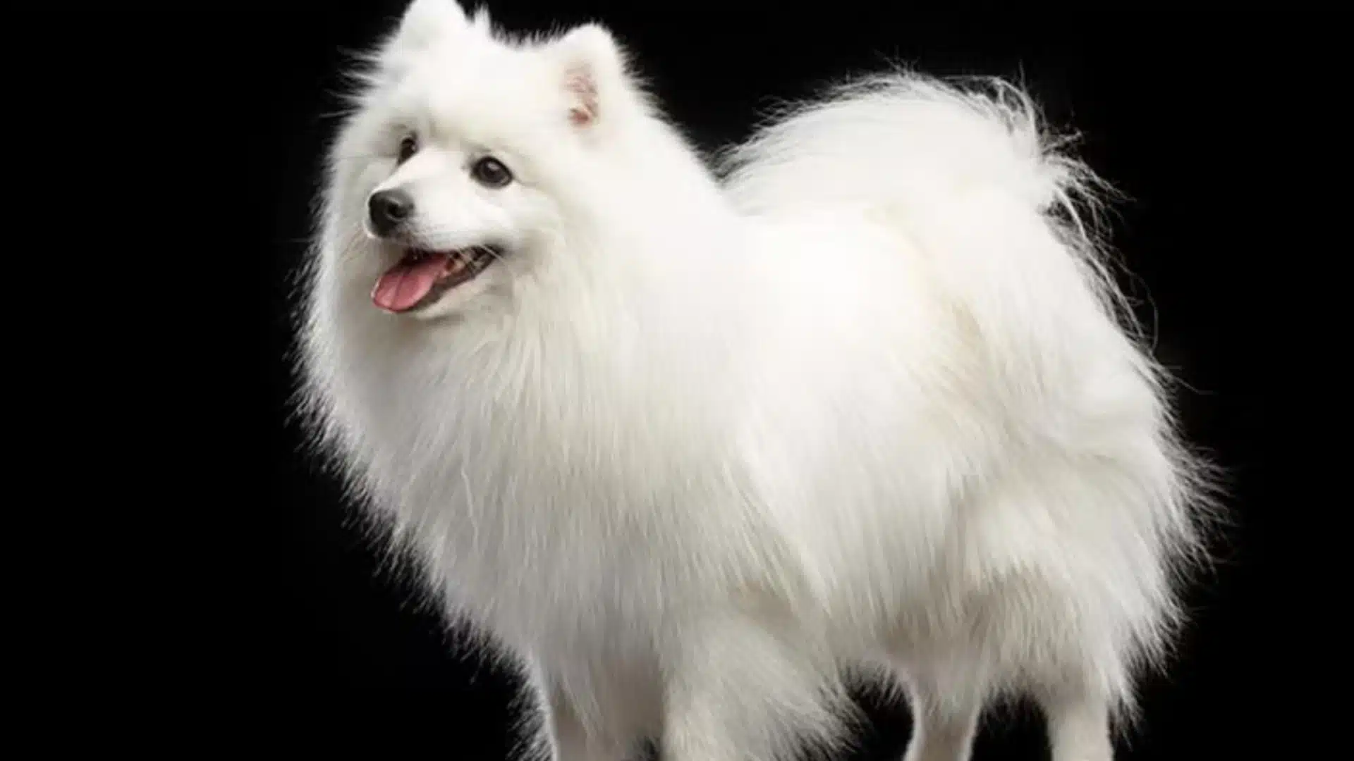 Japanese-Spitz