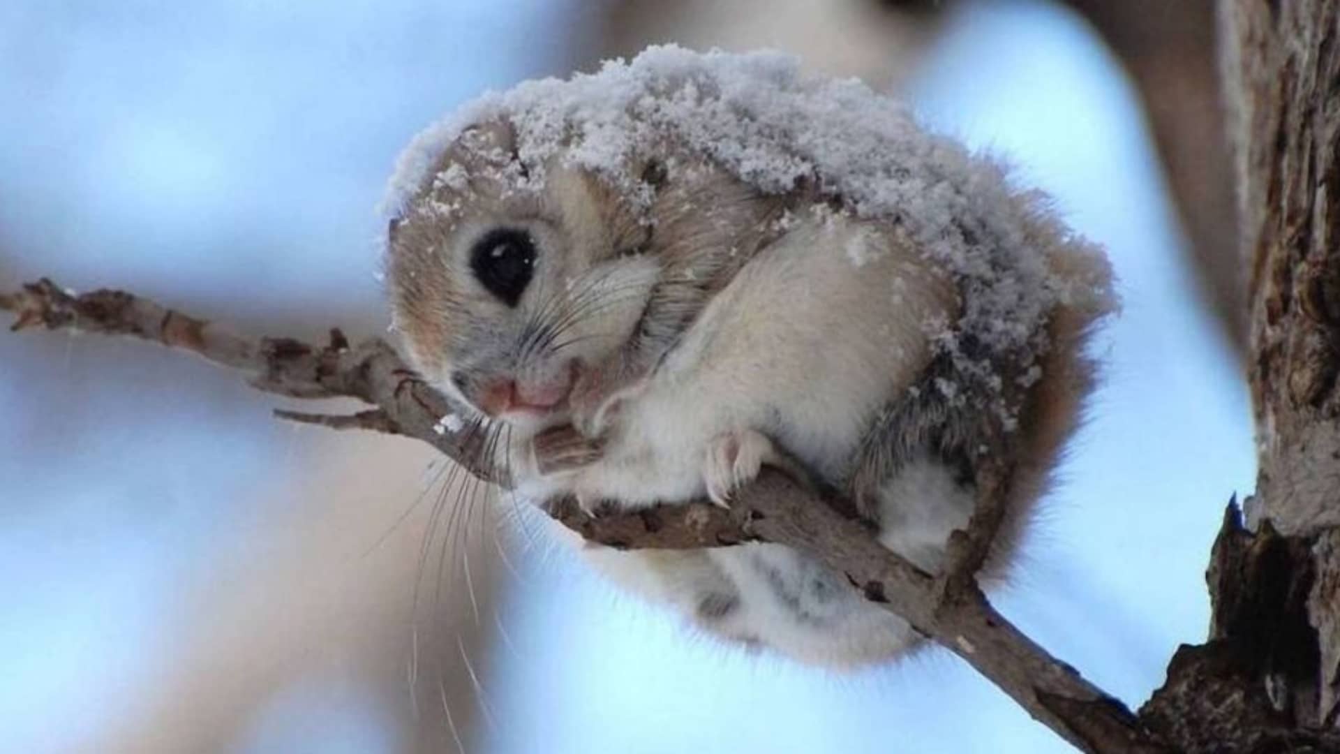 Japanese-Squirrel