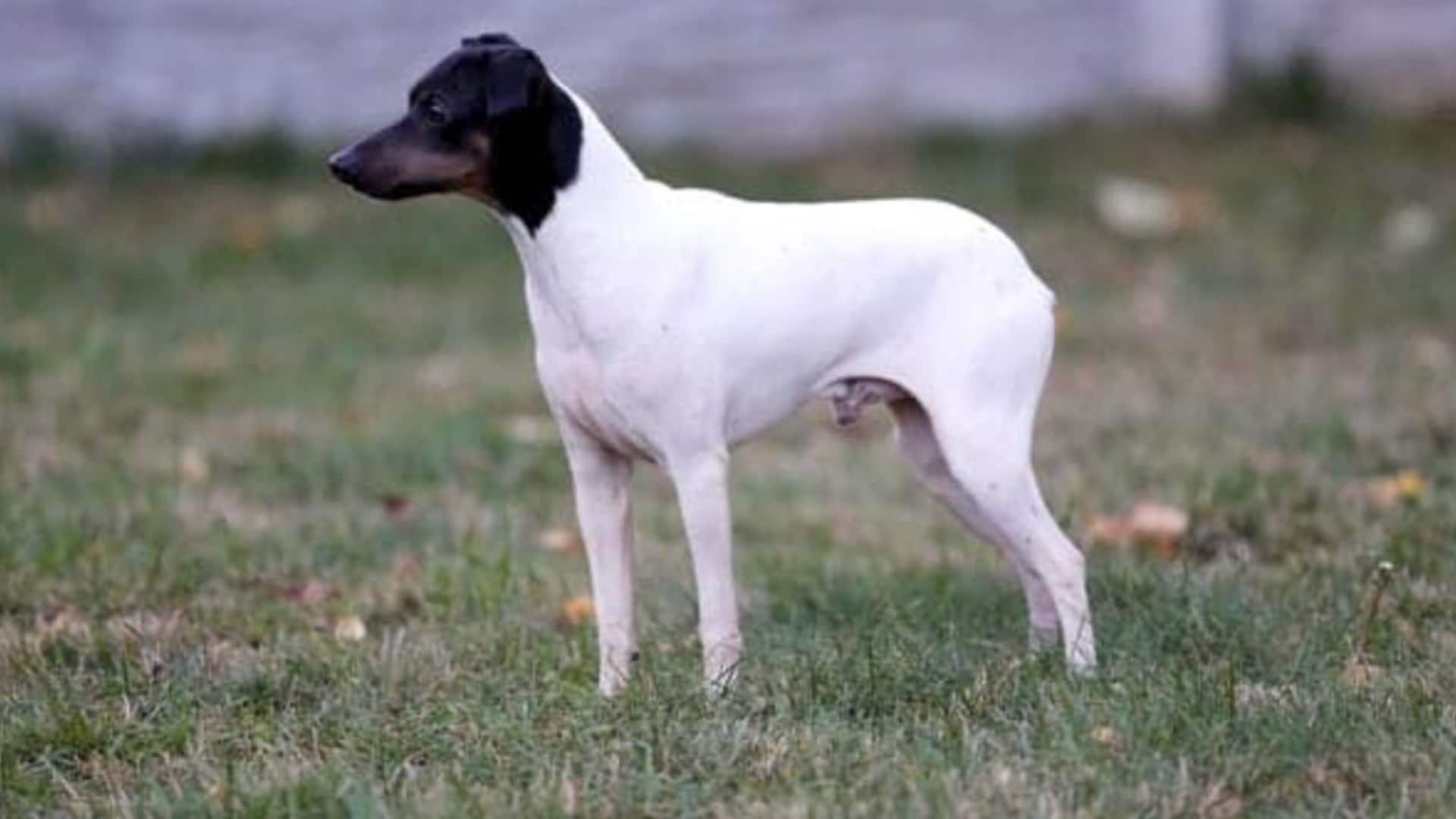 Japanese-Terrier