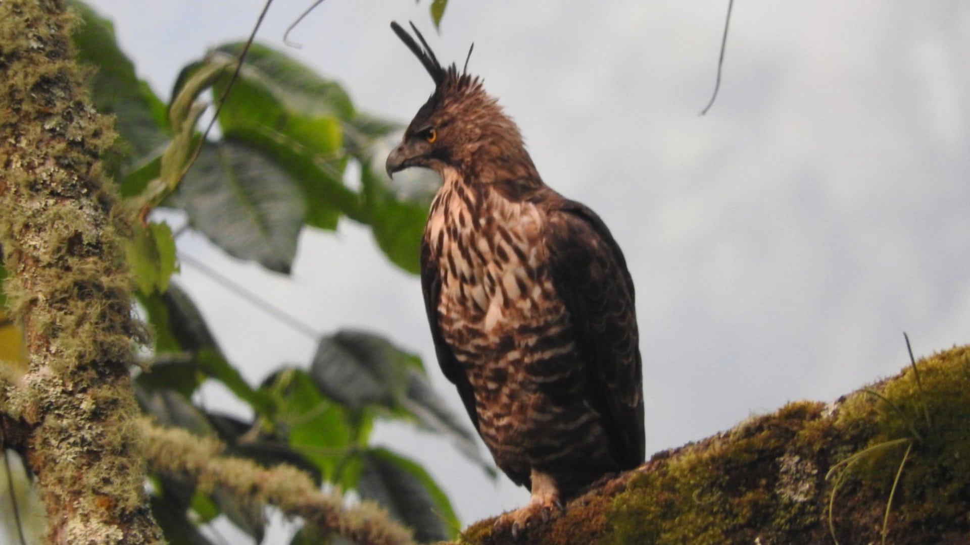 Javan-Hawk-Eagle-Animal