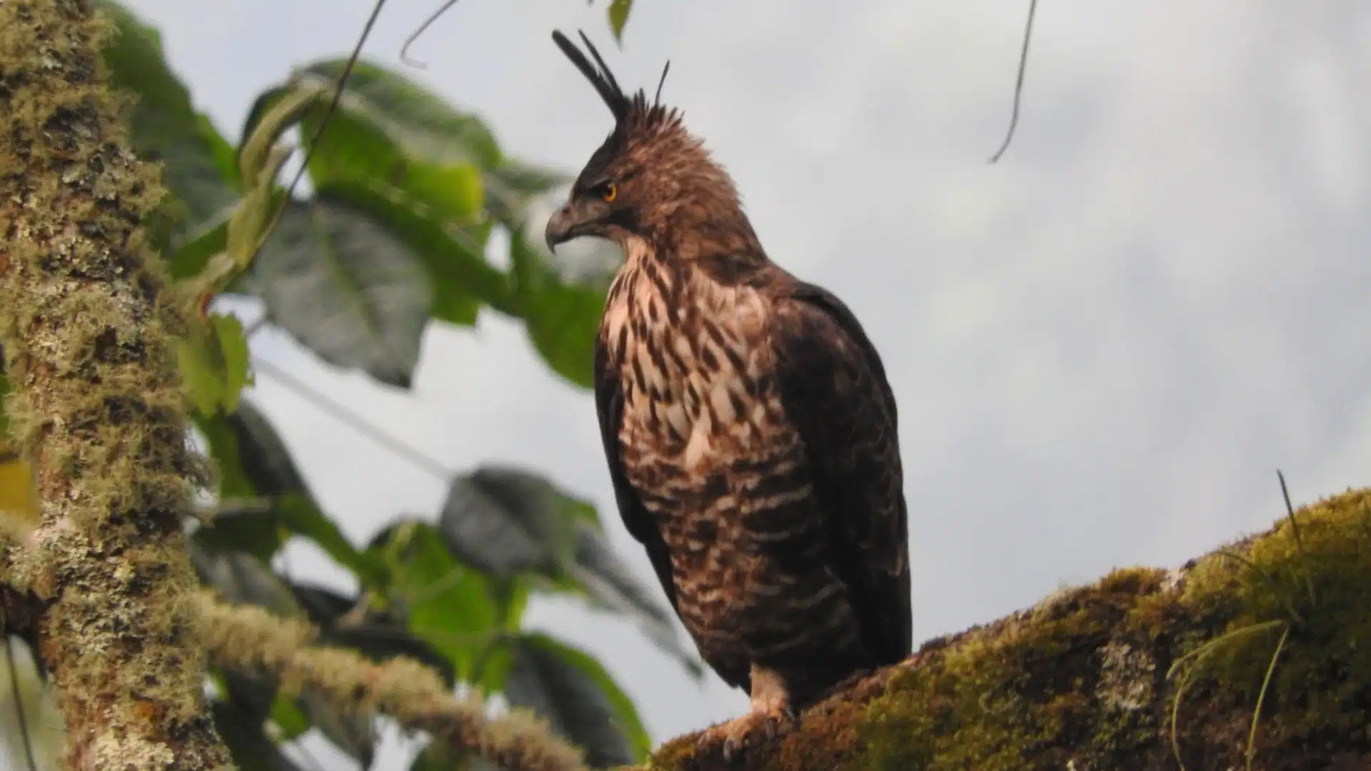 Javan-Hawk-Eagle-Animal
