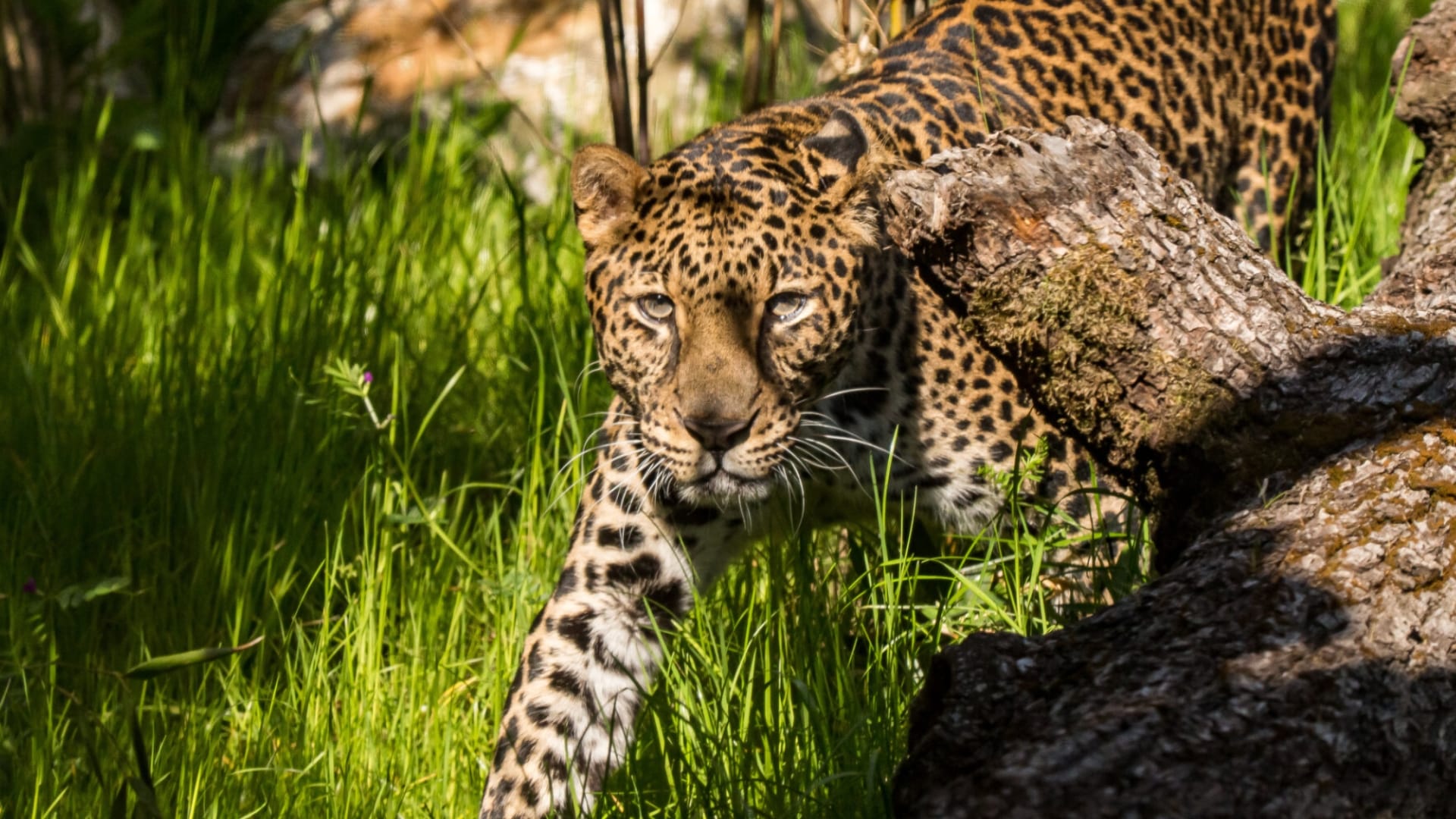 Javan-Leopard