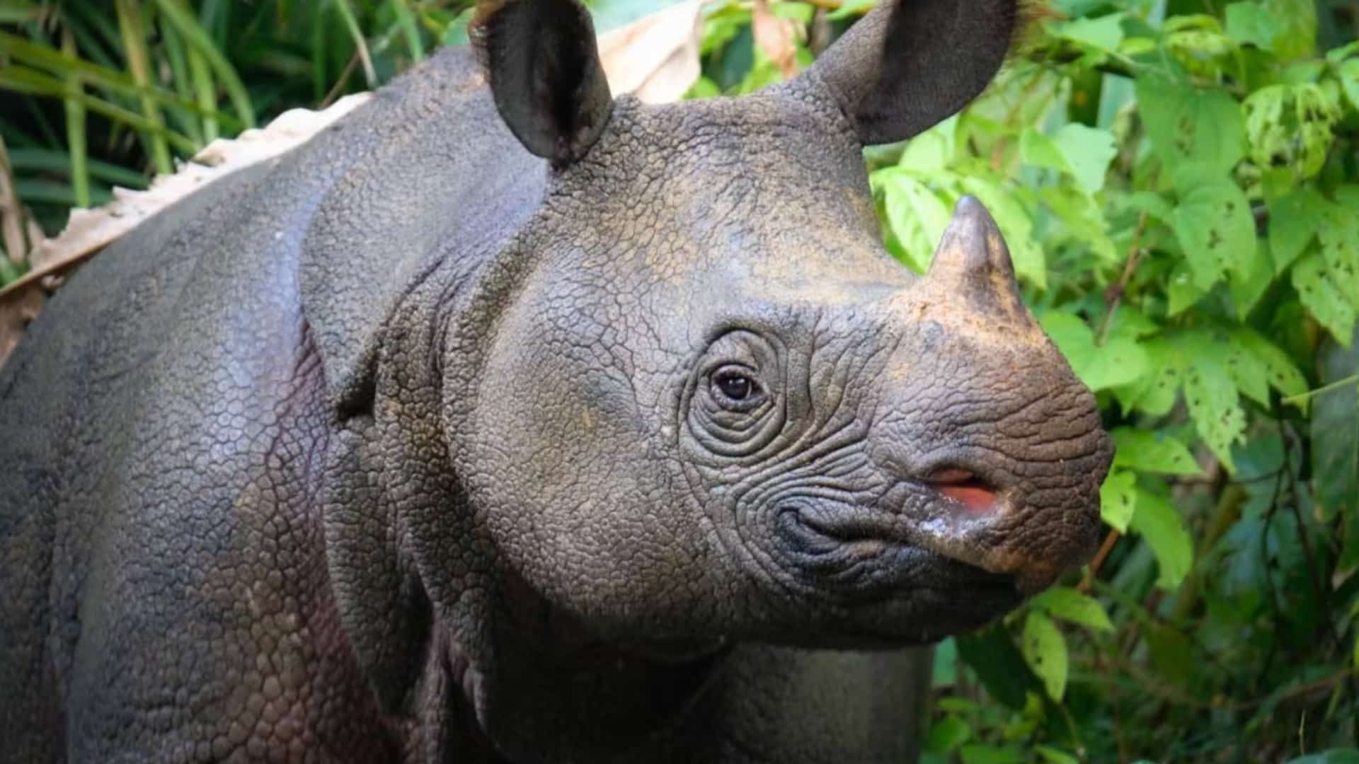 _Javan-Rhinoceros