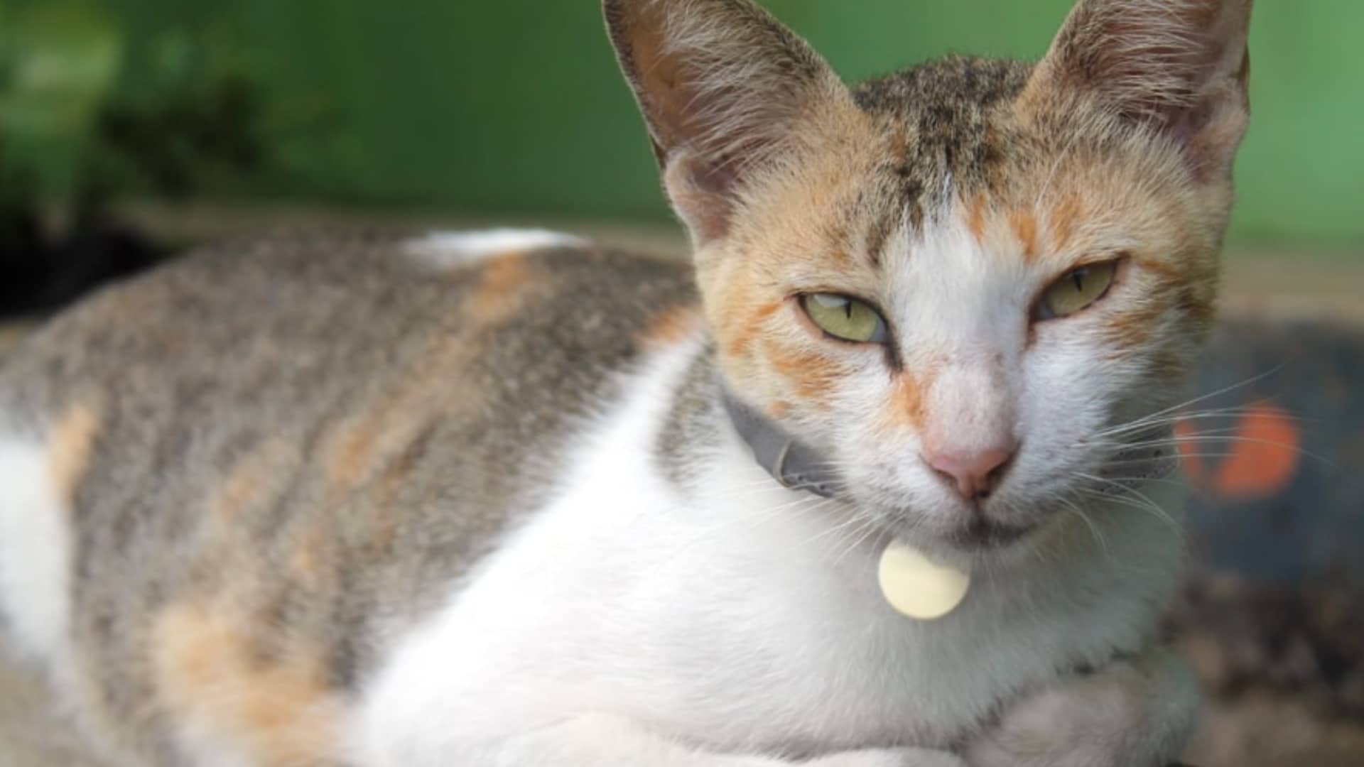 Javanese-Cats