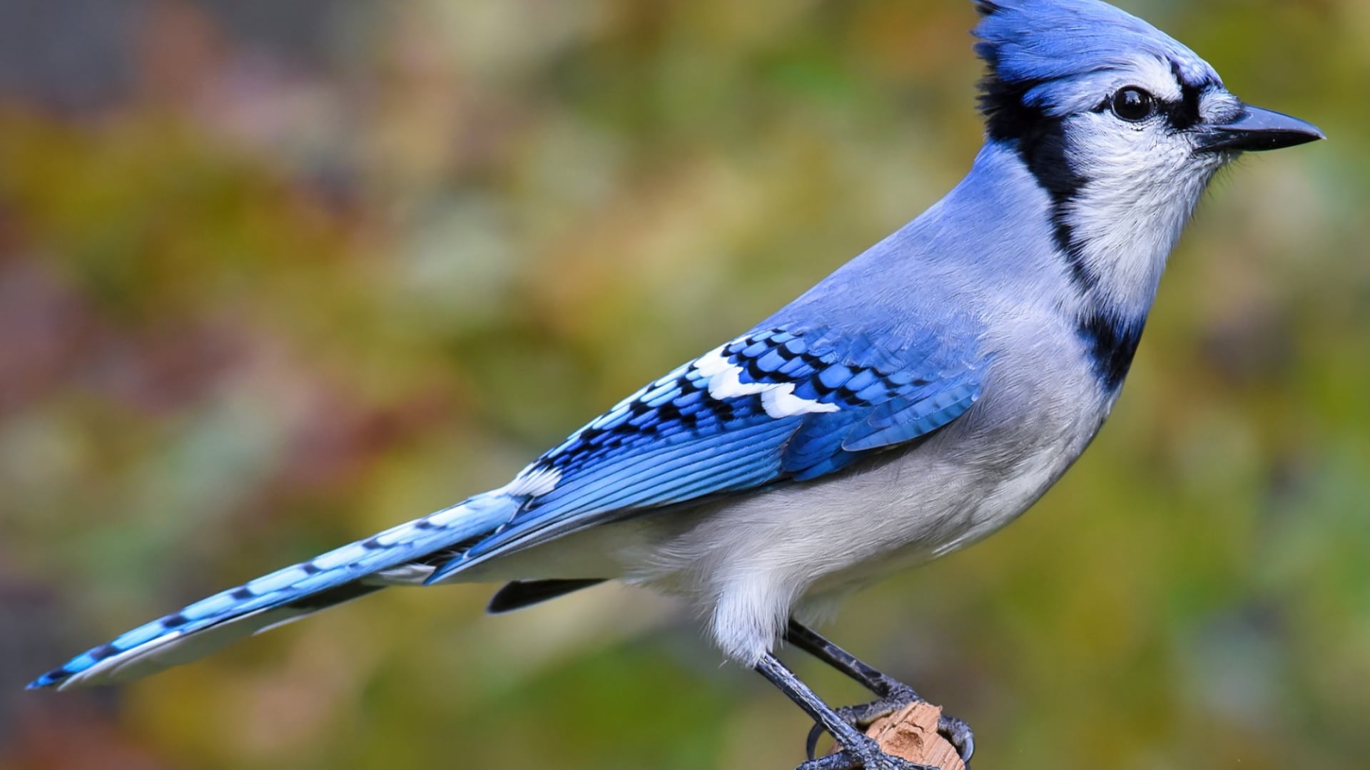 Jay-Bird