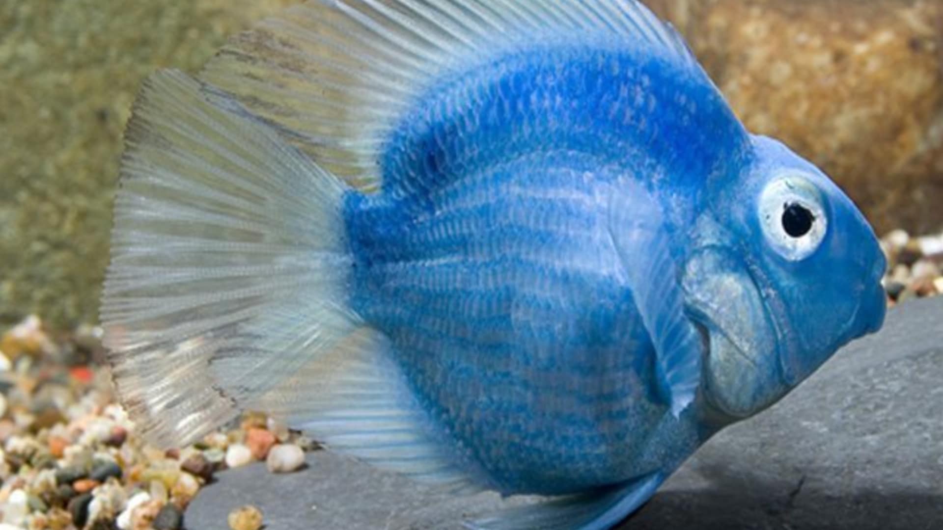Jellybean-Parrot-Cichlid