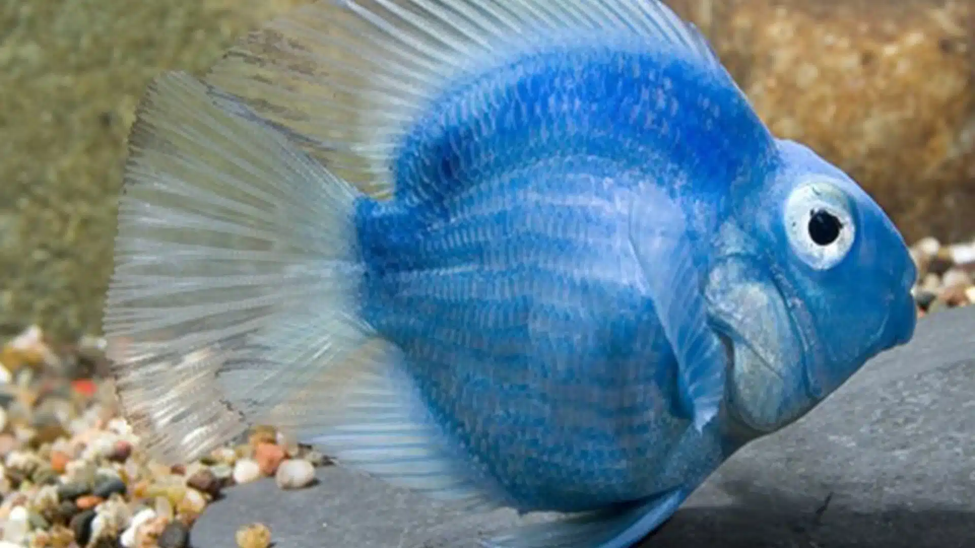 Jellybean-Parrot-Cichlid