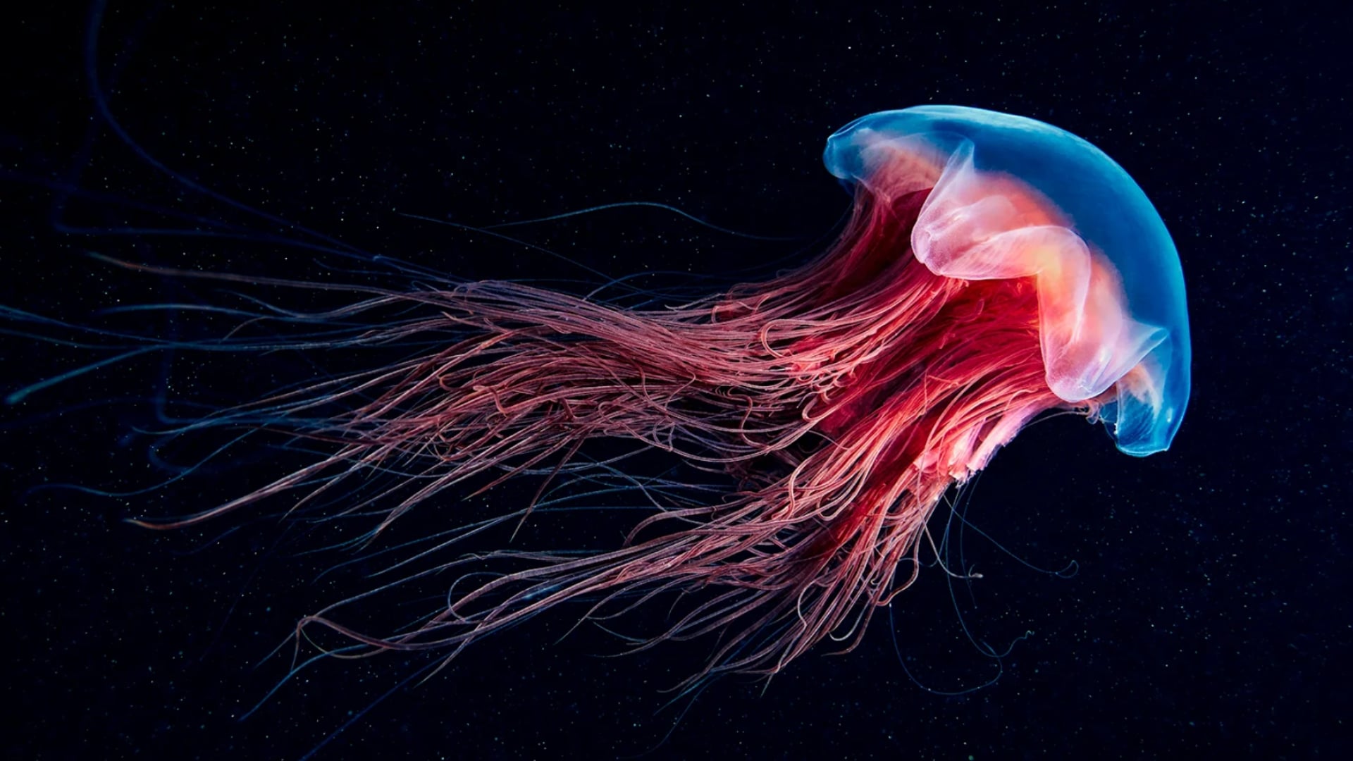 Jellyfish