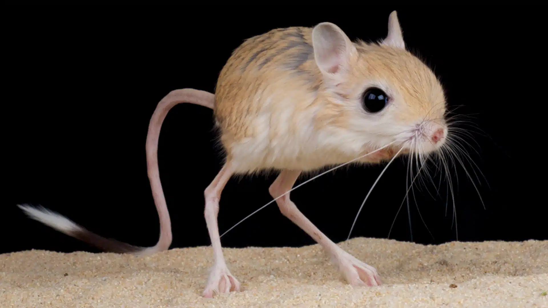 Jerboa