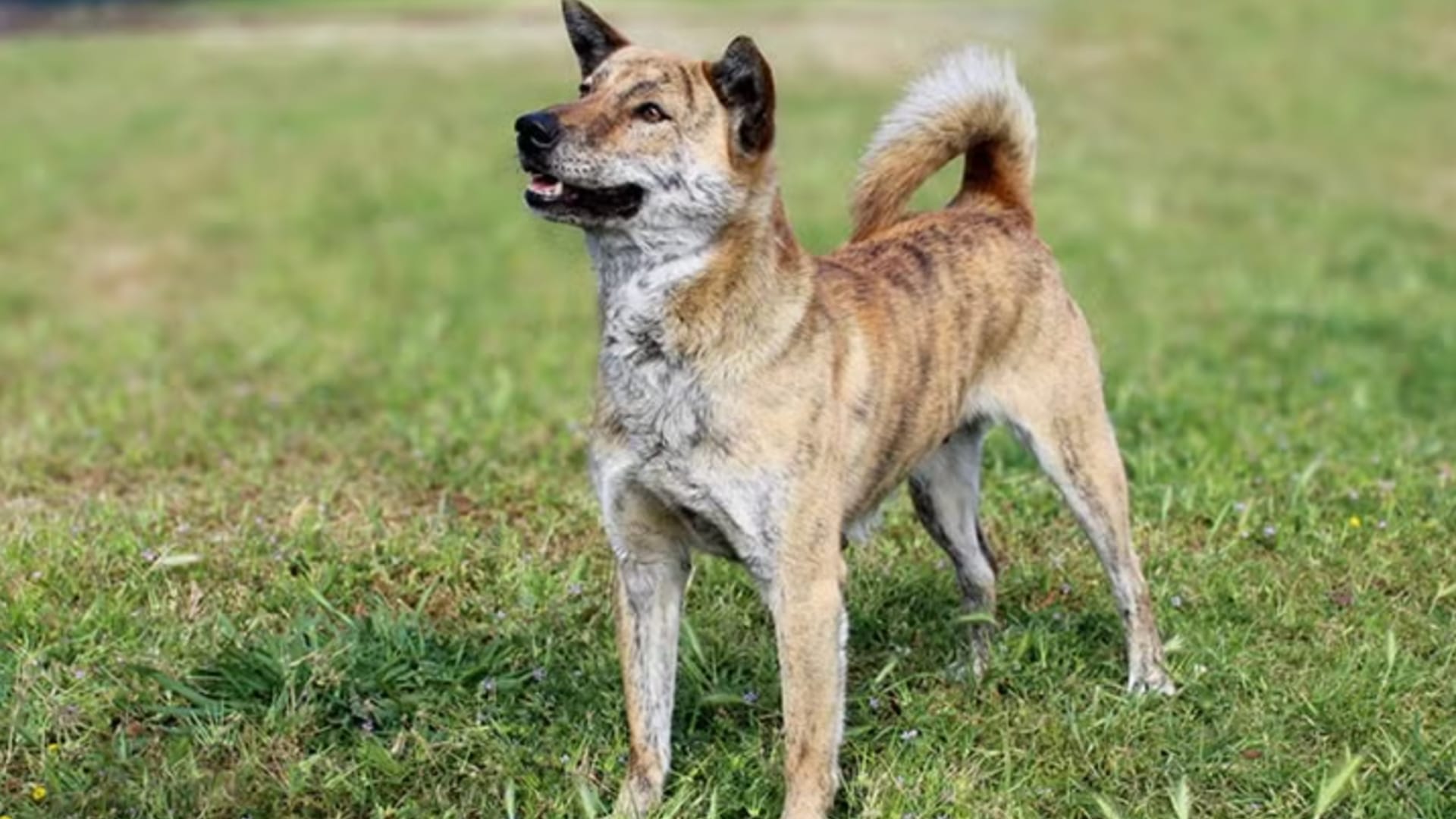 Jindo-Dog-Animal