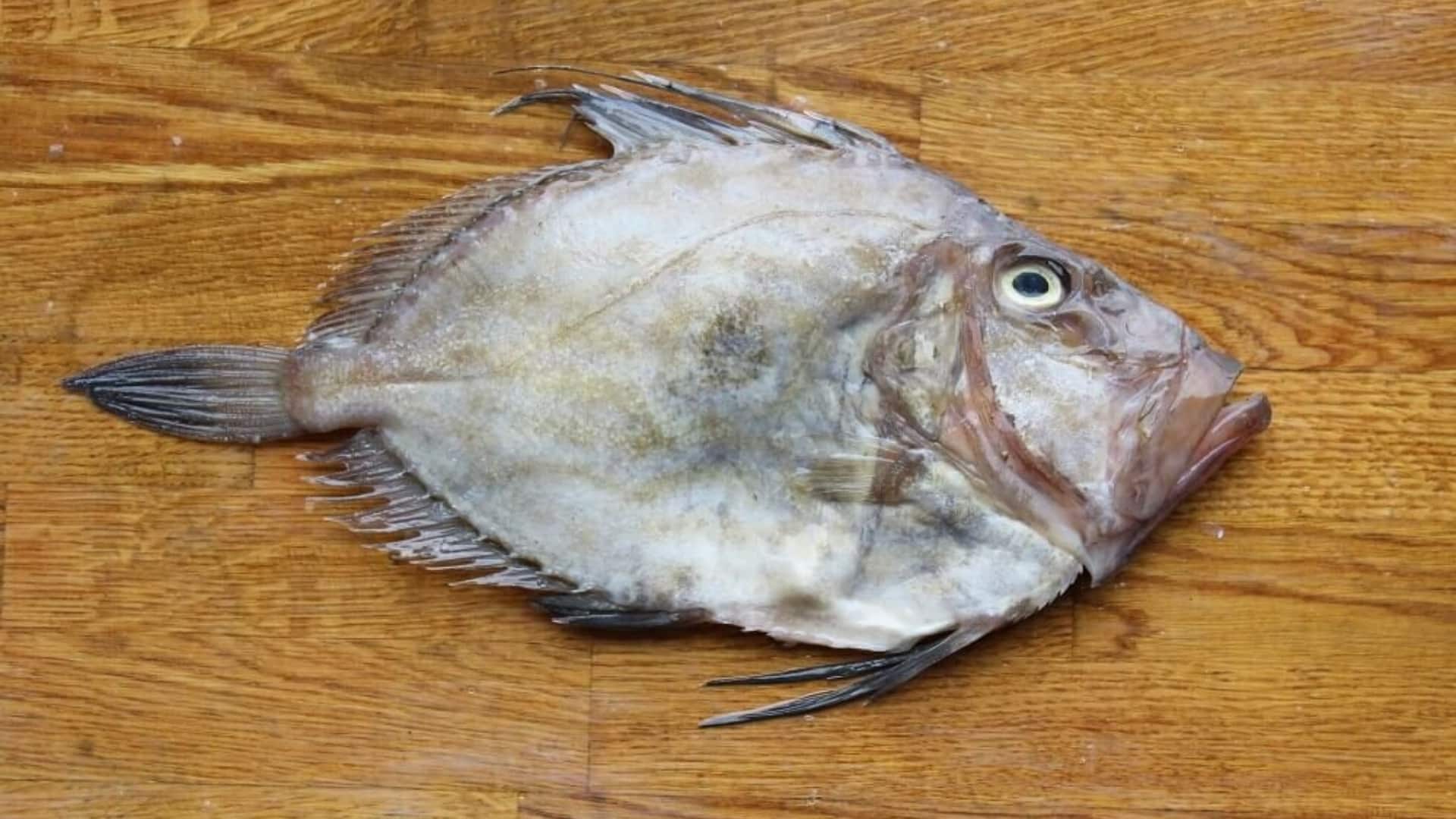 John-Dory-Fish