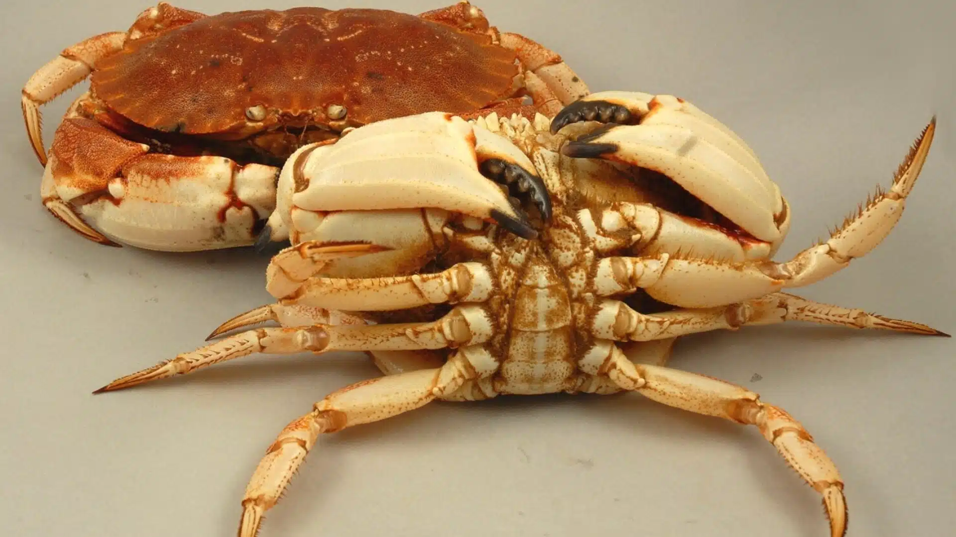 Jonah-Crab