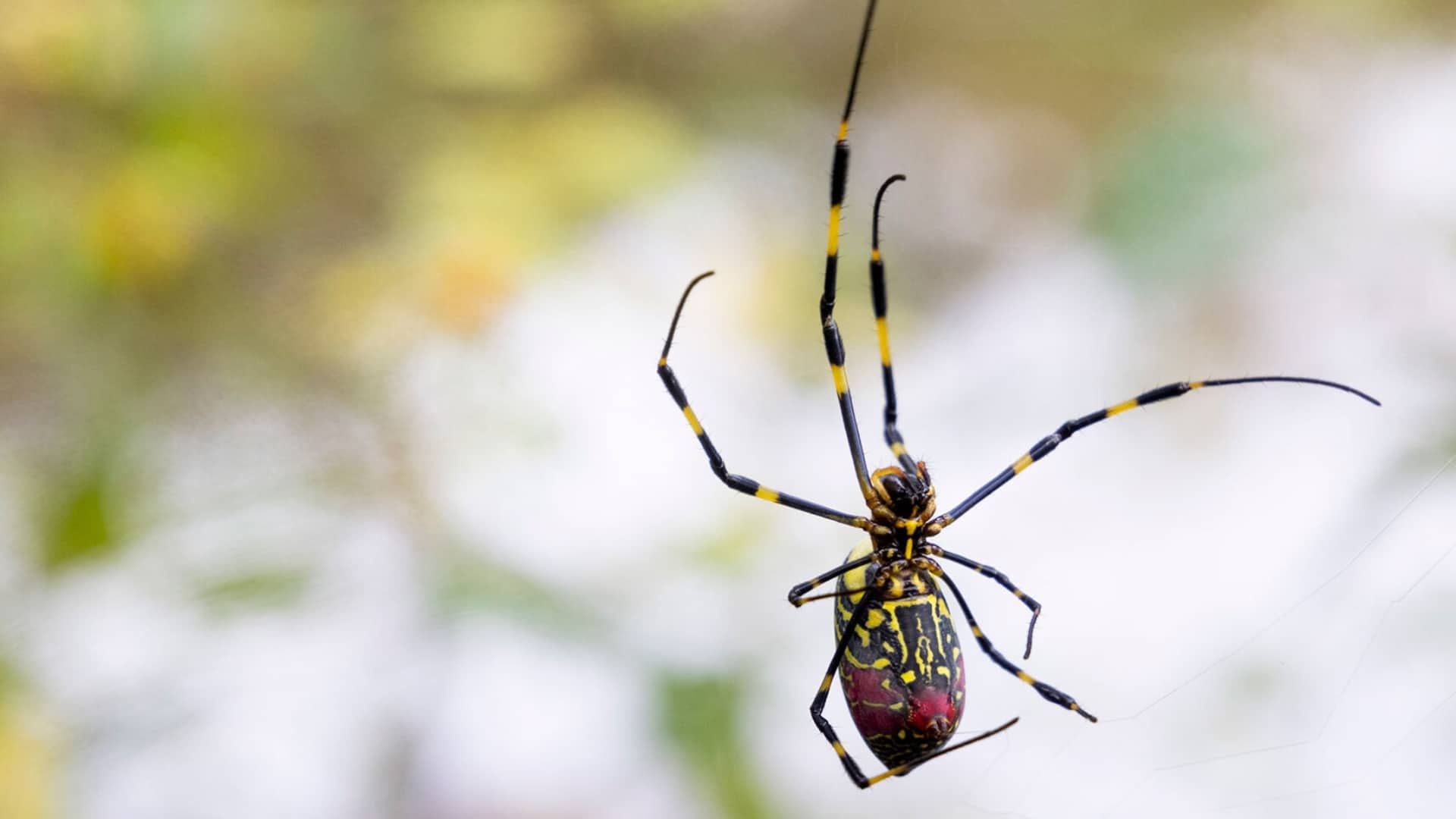 Joro-Spider