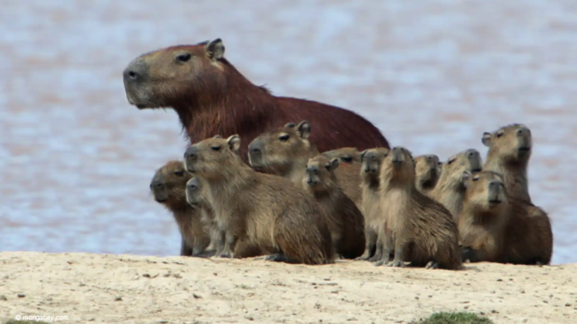 Josephoartigasia-Monesi