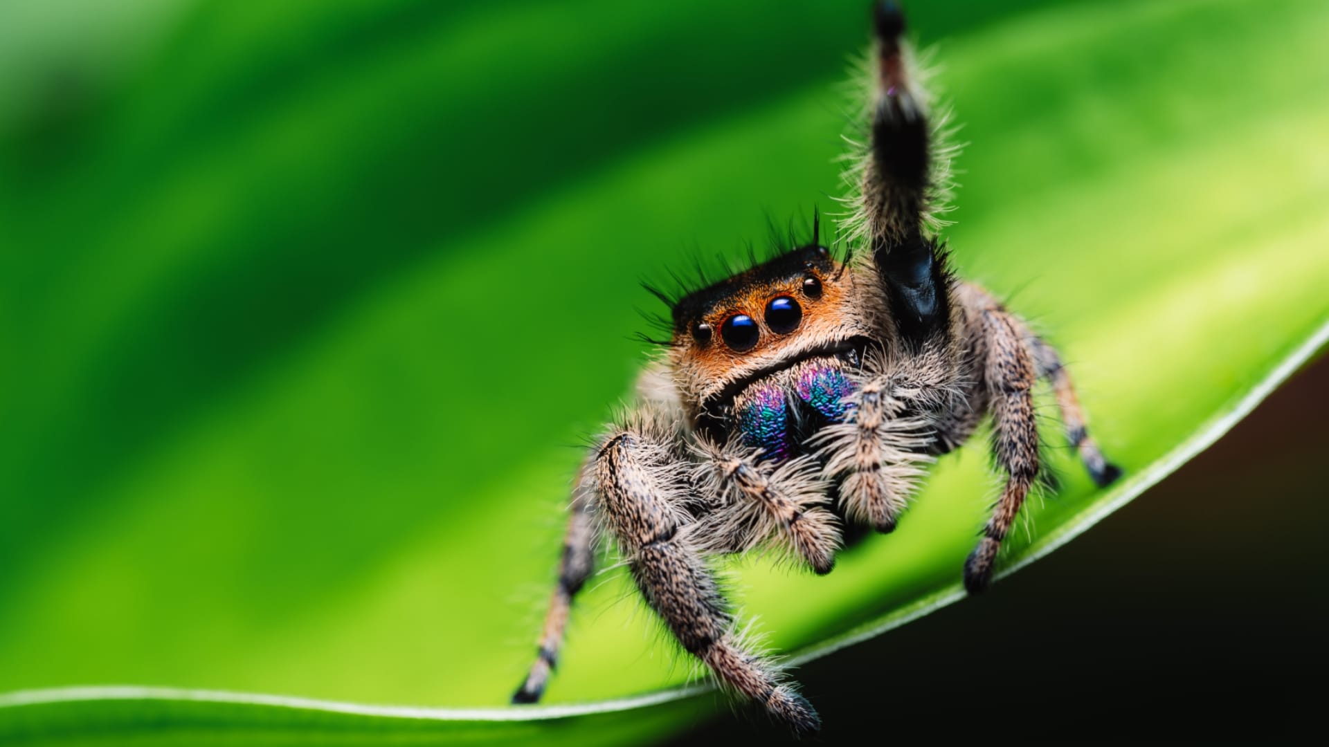 Jumping-Spider
