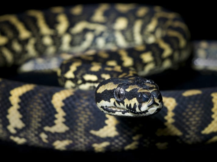 Jungle Carpet Python