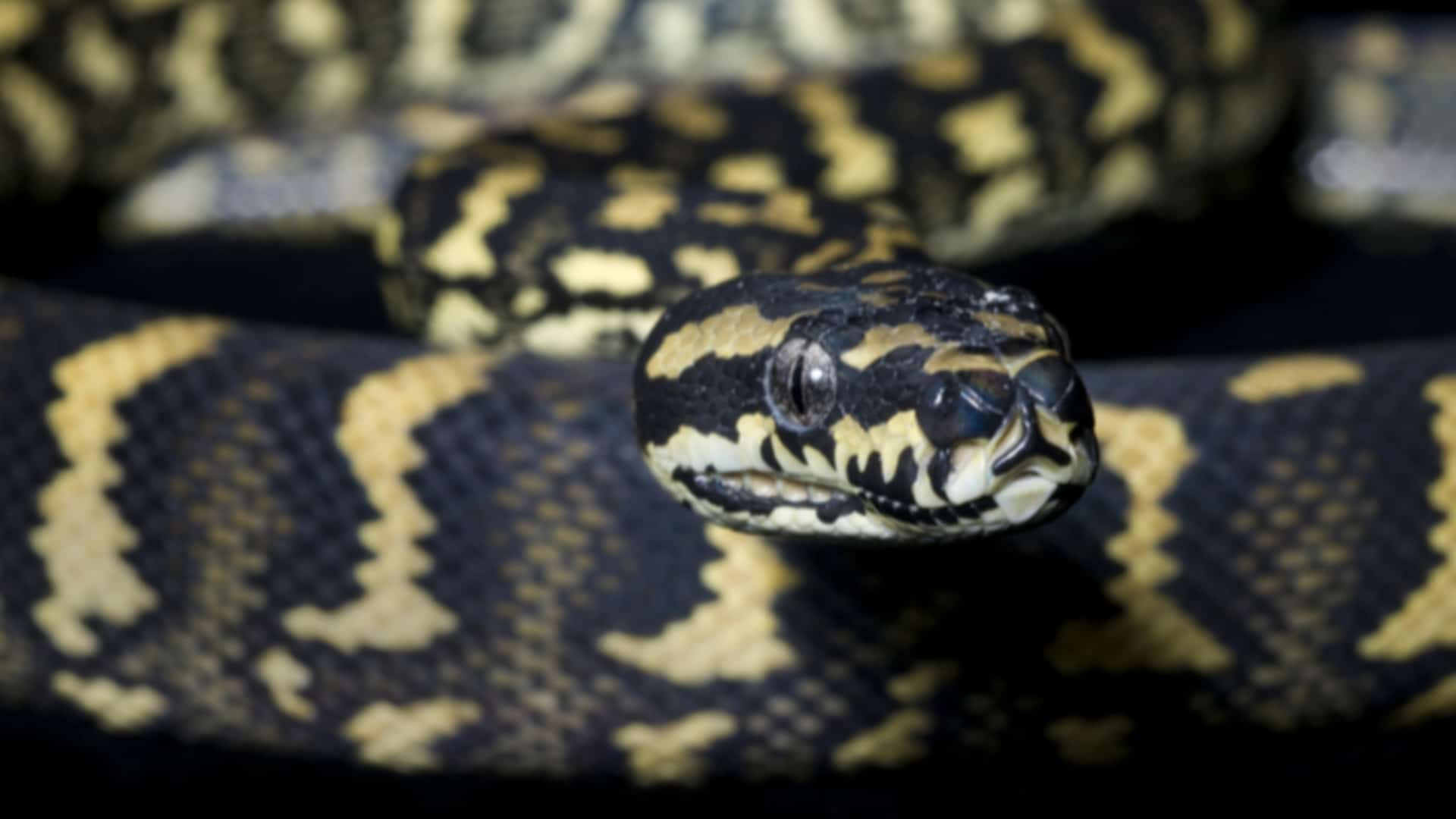 Jungle-Carpet-Python