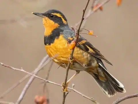 Varied Thrush