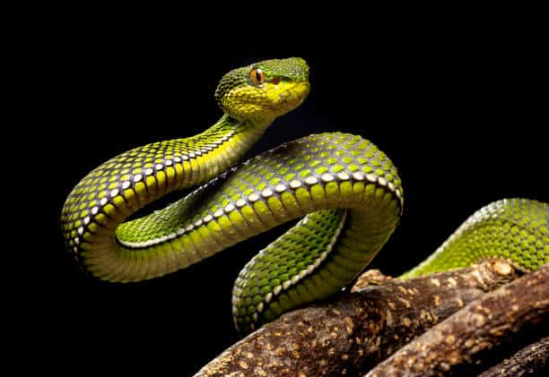 Viper