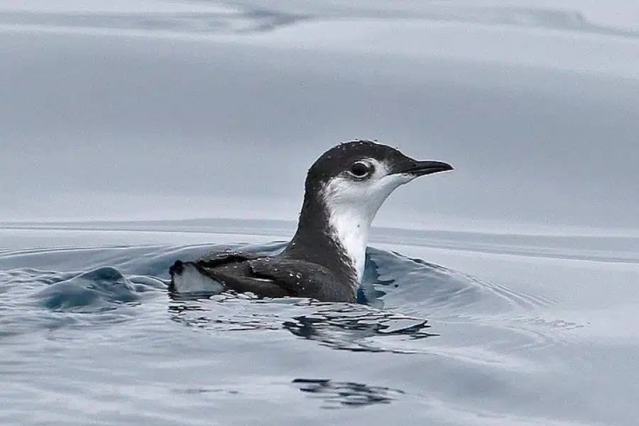 Xantus Murrelet