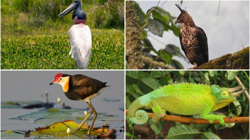 animals-that-start-with-j