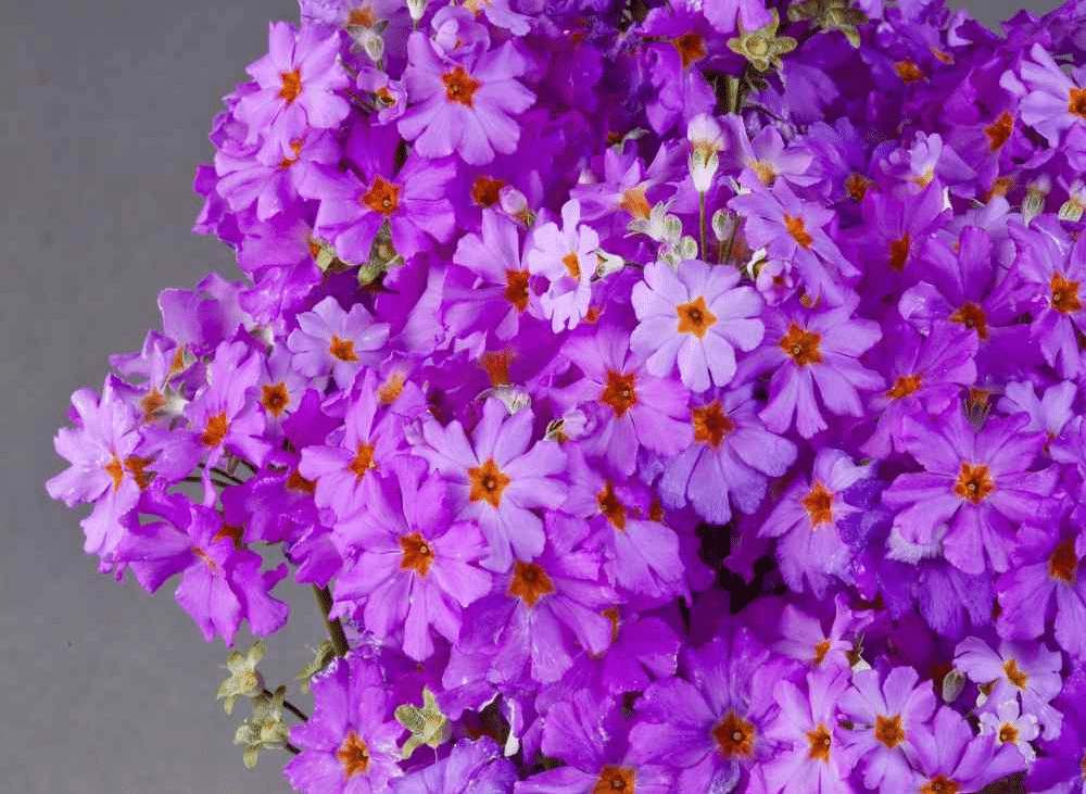 Fairy Primrose