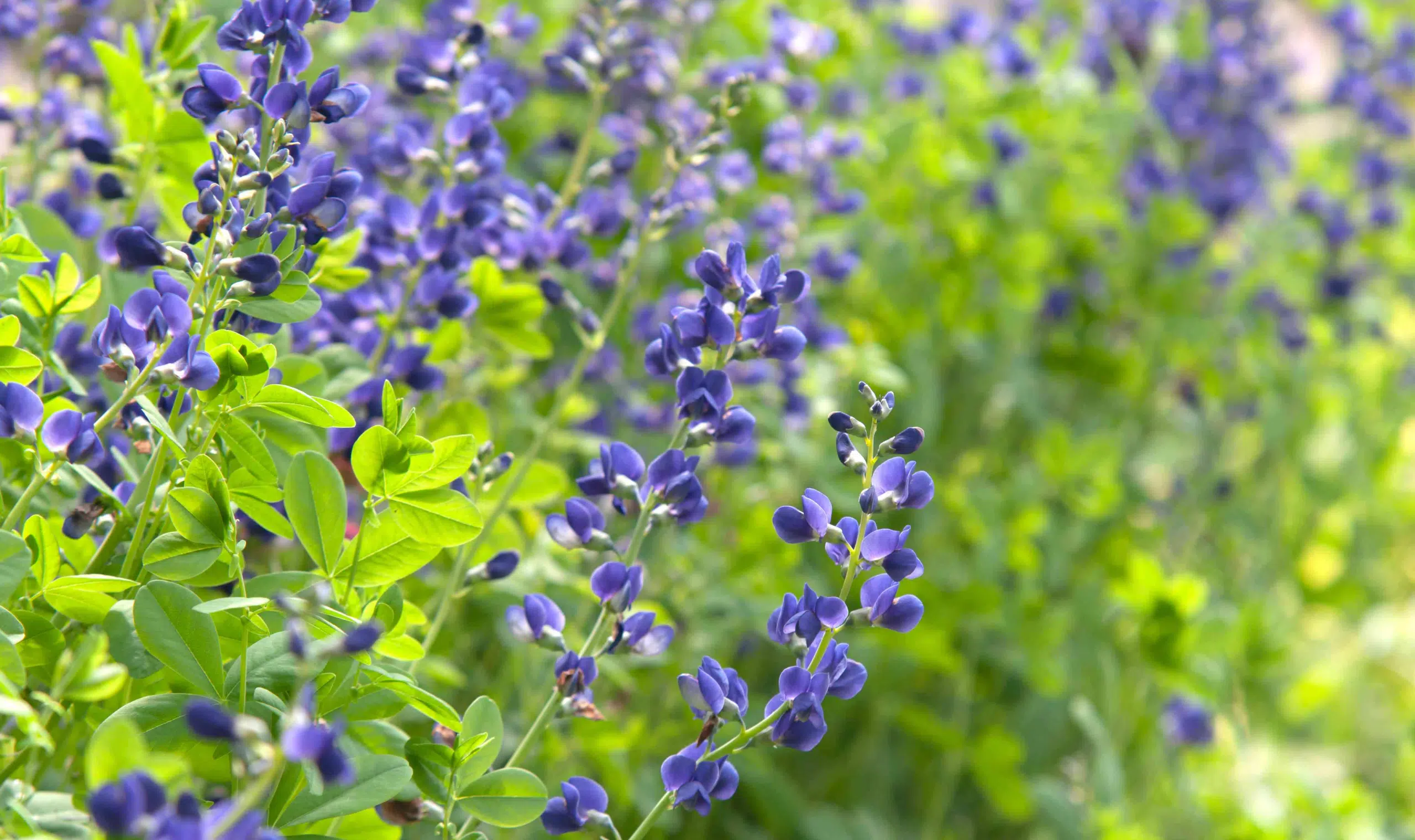 False Indigo