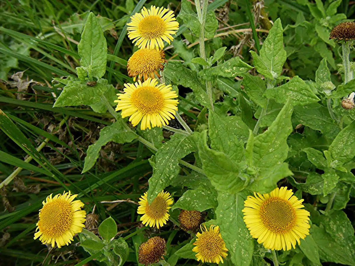 Fleabane
