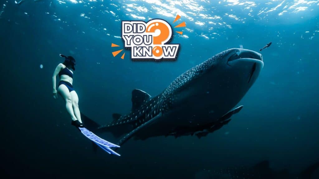 shark trivia questions